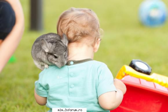 chinchilla companie - Chinchilla ,un cadou surpriza pentru cei - Vanzari - Cumparari Animale de Companie